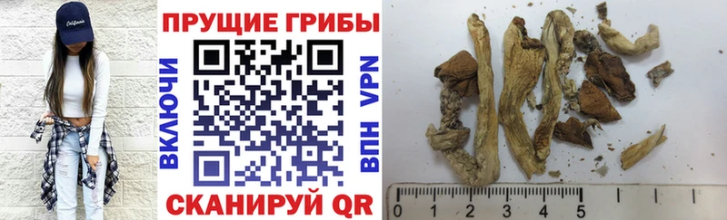 Галлюциногенные грибы GOLDEN TEACHER как найти KRAKEN ТОР Новомичуринск